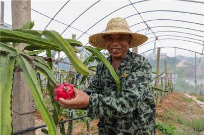 盛夏时 热经济 | 仙女镇：鲜甜应季火龙果 科学管护助收获