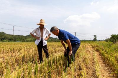 枝江：合作社托管再生稻生产 联农助农省心增收