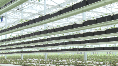 枝江：立体栽培新应用 草莓长在“半空中”