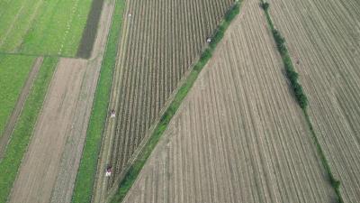 枝江：发展大豆玉米带状复合种植 助力农户“一地双收”