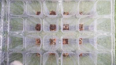 “毒”门生意：年订单上亿 手握专利带领村民致富
