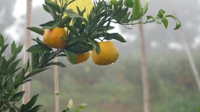 胡家嘴村：引领柑橘品改 促进农民增收
