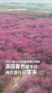 近日，枝江问安镇殿春红梅园，满园春色藏不住，梅花盛开迎客来