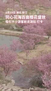 3月19日，枝江同心花海百亩樱花盛放，吸引不少游客前去游玩、打卡