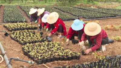 野鸭湾村：春耕好时光 苗圃育苗忙