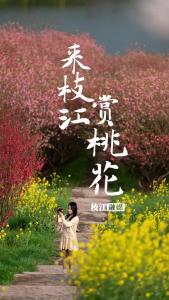 知音湖北遇见花开 | 来枝江赏桃花