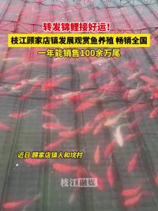 枝江顾家店镇人和垸村发展观赏鱼养殖，畅销全国，一年能销售100余万尾