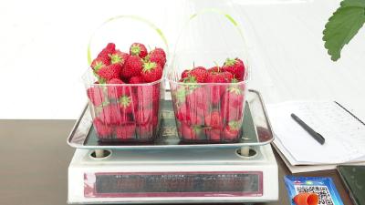 仙女镇“电梯房”草莓成熟 引众多游客采摘