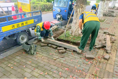 枝江市政：修缮树池提升城市“颜值”