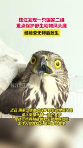 枝江市森林植物野生动物保护站救助放飞国家二级保护动物凤头鹰