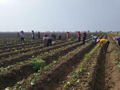 马羊洲村：栽植新品种红薯 蹚出增收新路子