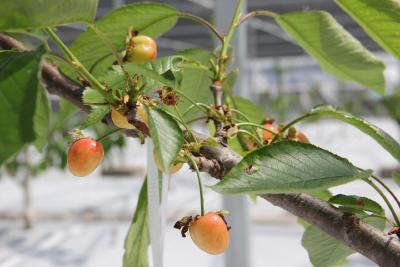 枝江首家车厘子种植基地成功挂果 