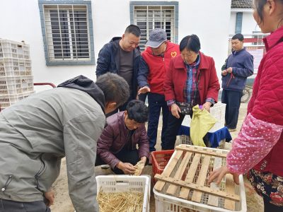 峰山岗村：驻村帮扶发放鸡苗 送去致富新希望