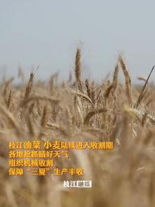 枝江油菜小麦陆续进入收割期