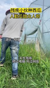 枝江残疾小伙种西瓜，人勤瓜甜众人帮