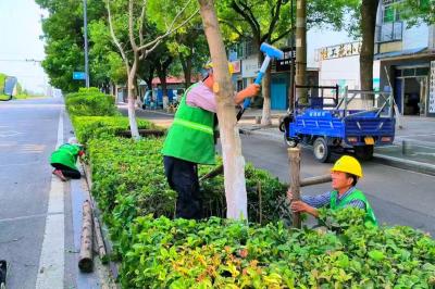 枝江园林：积极应对大风天气 迅速清理树木断枝