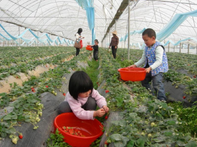 桑树河村：大棚草莓助力村民走上“莓”好致富路