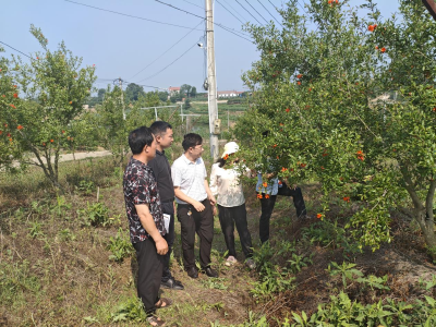 刘家冲村：聚科技之力 兴产业之旺