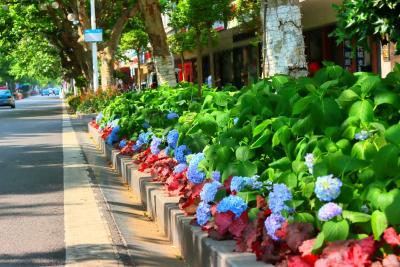 枝江街头：绣球花盛开夏日的浪漫