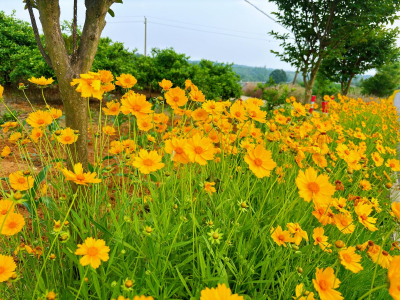 刘家冲村：四好农村路百花齐放 上演绝美盛宴