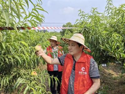 枝江市烟草局：桃子地闪耀“志愿红” 党员干部助农采摘促增收