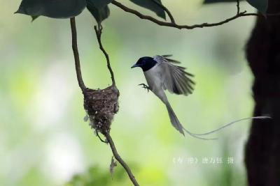 寿带鸟首次被发现在枝江安家