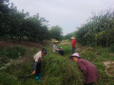 上柏坪村：齐心协力 共抗旱灾