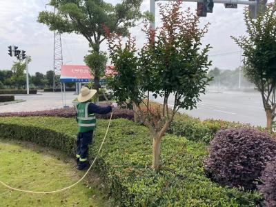 枝江园林绿化中心开展夏季病虫害防治工作 