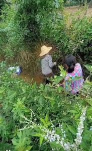 紫荆岭村：巾帼抗旱保收在行动