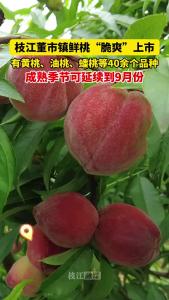 枝江董市镇鲜桃“脆爽”上市，有黄桃、油桃、蟠桃等40余个品种，成熟季节可延续到9月份