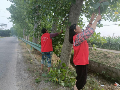 桑树河村：修剪遮挡视线树枝 消除安全隐患