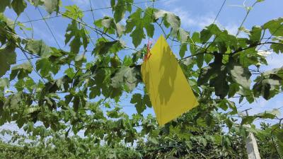 枝江：夏日瓜蒌初长成 乡村振兴增活力