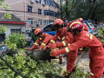 大雨致树“倾倒”  消防紧急处置保路“畅通”