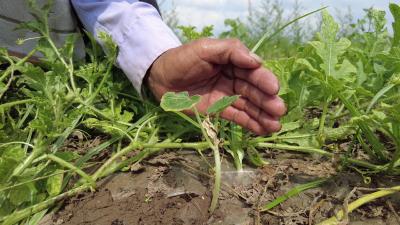 百里洲镇：南瓜种植管护忙 种下增收新希望