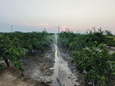 肖家山村：抗旱稳生产 保苗护丰收 