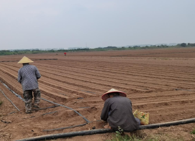 马羊洲村成功抗旱 种植萝卜三千亩