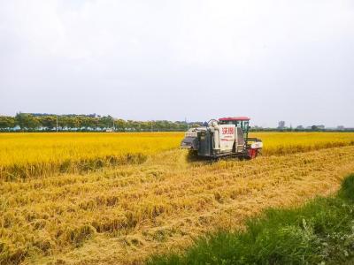 九龙村：秋高气爽稻谷香 又是一年好“丰”景