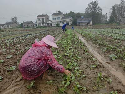 董家湾村：雨后墒情好 农户抢种忙