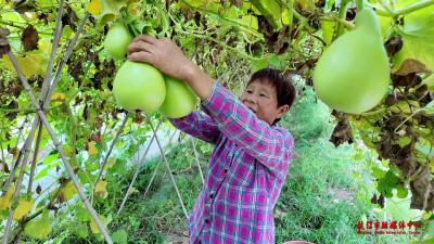 全力做好蔬菜保供 守护市民“菜篮子” 