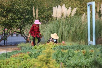 同心花海：提质改造快马加鞭 确保金秋绽新颜