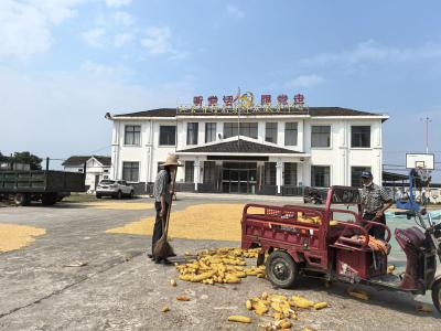 江会寺村：秋粮喜丰收 村委会变身“晒粮场”