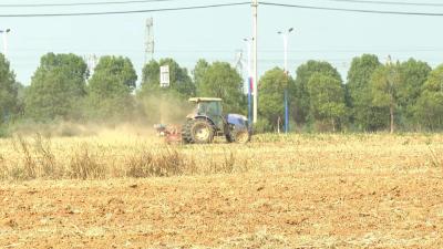 枝江市油菜秋播面积与去年持平 播种进度达七成