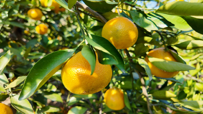 全国科普月 | 科技赋能乡村产业 科普助力柑橘提质