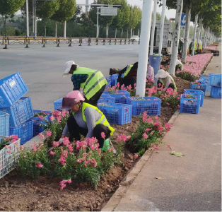 枝江住建：城市绿化提档升级增“颜值”