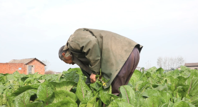 冬日美味上市 枝江红菜苔线上销售热