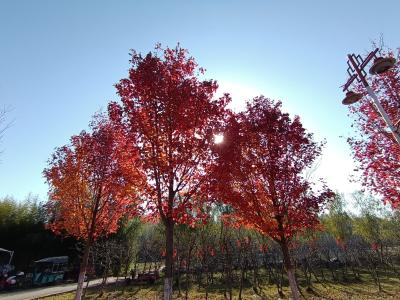 冬意浓 枝江“枫”景美如画