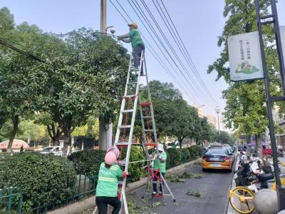 枝江园林：修剪遮挡树枝 让标志标牌“露脸”