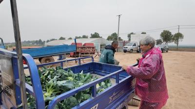 宜昌枝江：绿色“致富花”助力农民增产增收