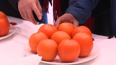 枝江市2024年柑橘鉴评暨销售工作总结活动举行