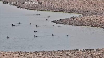 今年首次发现！“鸟中大熊猫”来枝越冬
